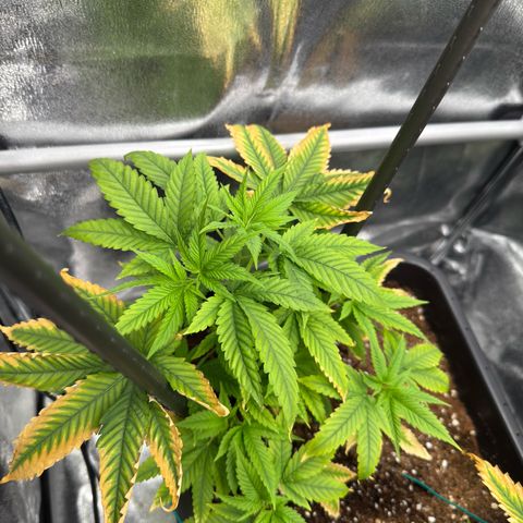 AK47 growlog timeline photo