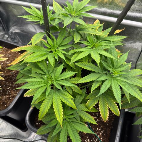 AK47 growlog timeline photo