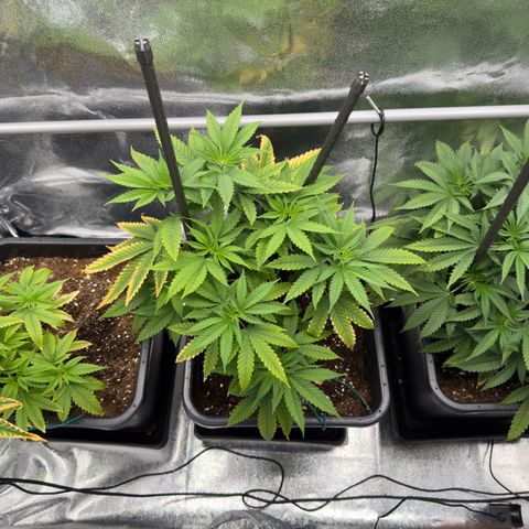AK47 growlog timeline photo