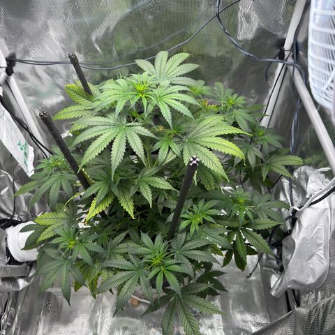 Cocho Auto growlog timeline photo