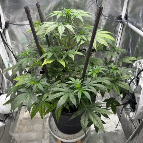 Cocho Auto growlog timeline photo