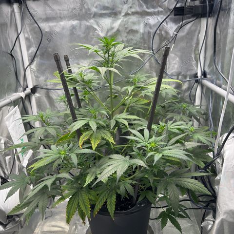 Cocho Auto growlog timeline photo