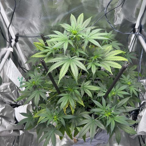 Cocho Auto growlog timeline photo