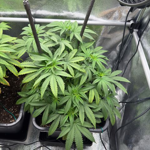 Glookie growlog timeline photo