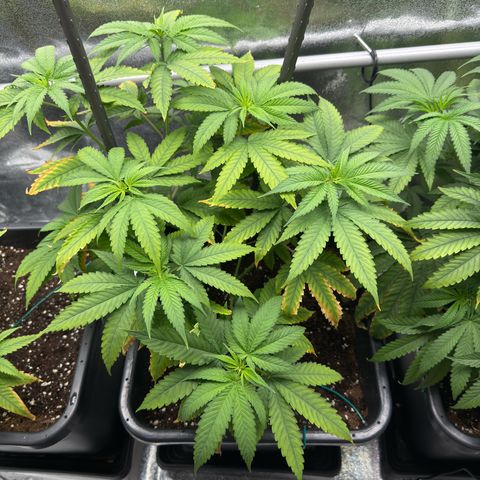 AK47 growlog timeline photo