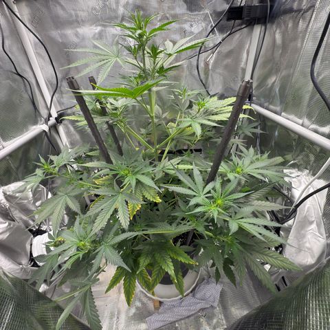 Cocho Auto growlog timeline photo