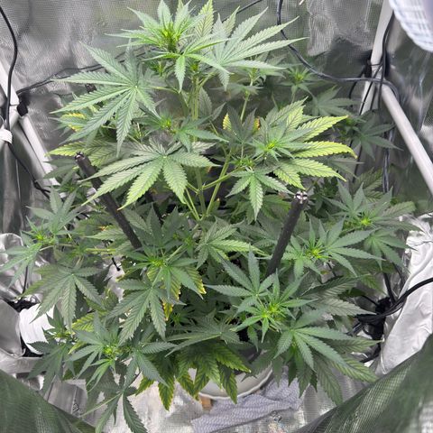 Cocho Auto growlog timeline photo