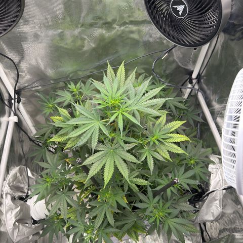 Cocho Auto growlog timeline photo