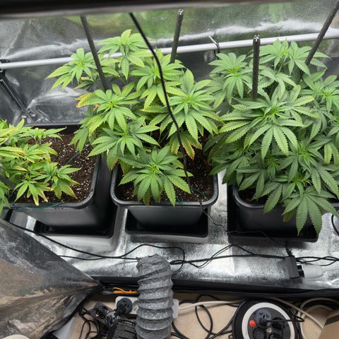 AK47 growlog timeline photo