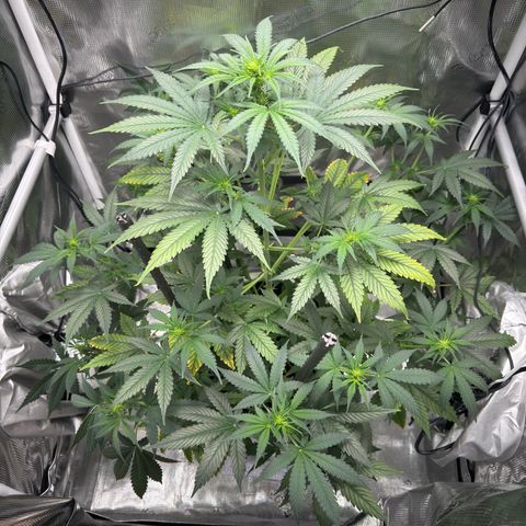 Cocho Auto growlog timeline photo