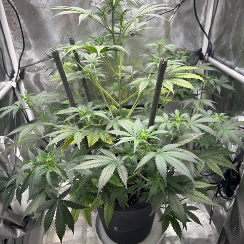 Cocho Auto growlog timeline photo