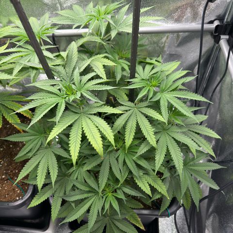 Glookie growlog timeline photo
