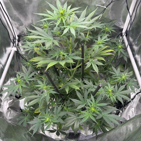 Cocho Auto growlog timeline photo