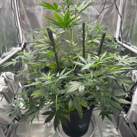 Cocho Auto growlog timeline photo