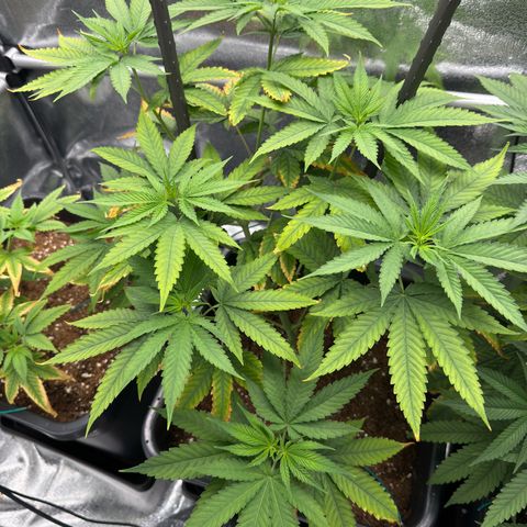 AK47 growlog timeline photo