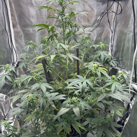 Cocho Auto growlog timeline photo