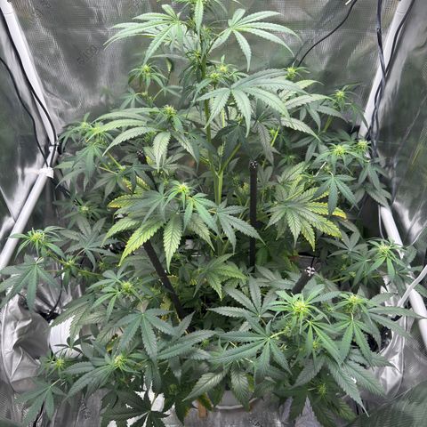 Cocho Auto growlog timeline photo