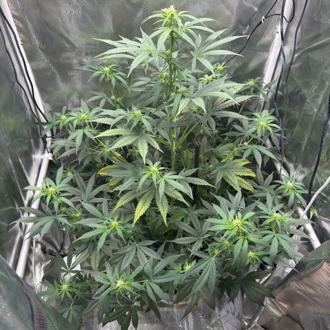 Cocho Auto growlog timeline photo