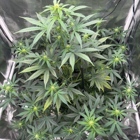 Cocho Auto growlog timeline photo