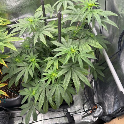 Glookie growlog timeline photo