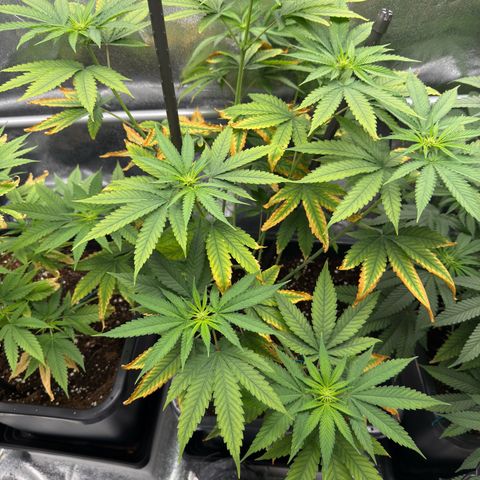 AK47 growlog timeline photo