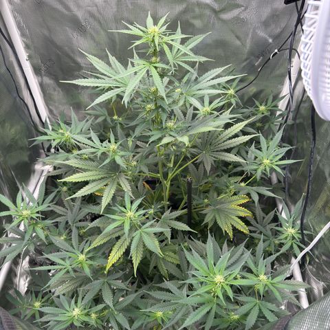 Cocho Auto growlog timeline photo