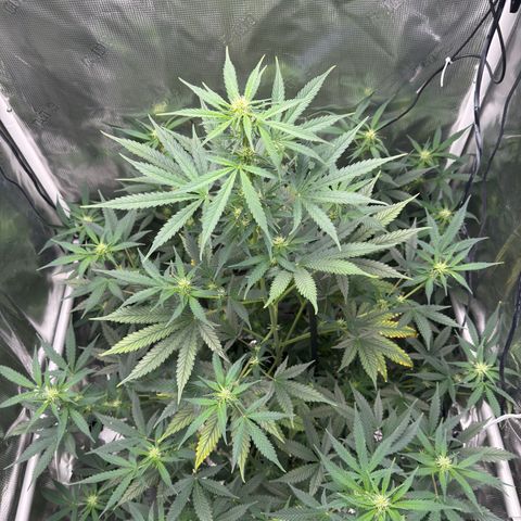 Cocho Auto growlog timeline photo