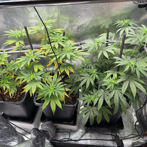 AK47 growlog timeline photo