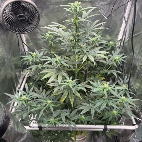 Cocho Auto growlog timeline photo