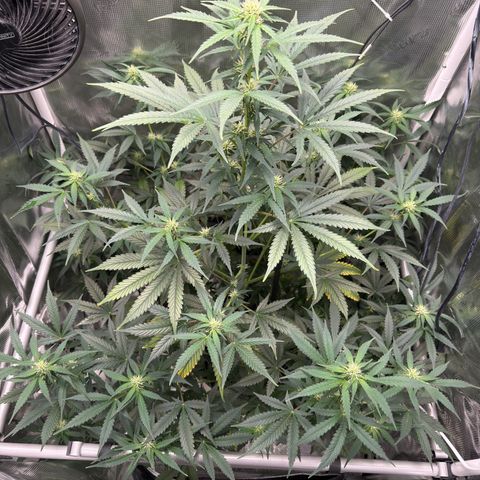 Cocho Auto growlog timeline photo