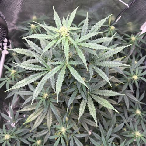 Cocho Auto growlog photo: After defoliation 