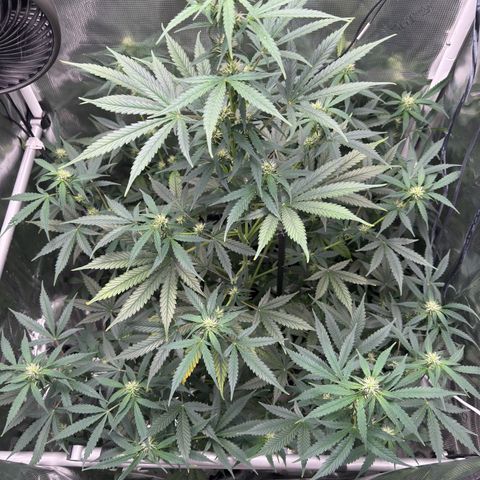 Cocho Auto growlog photo: After defoliation 