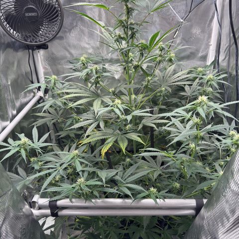 Cocho Auto growlog photo: After defoliation 