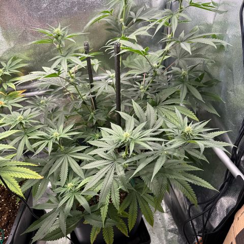 Glookie growlog timeline photo