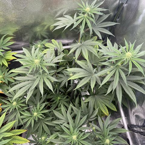Glookie growlog timeline photo
