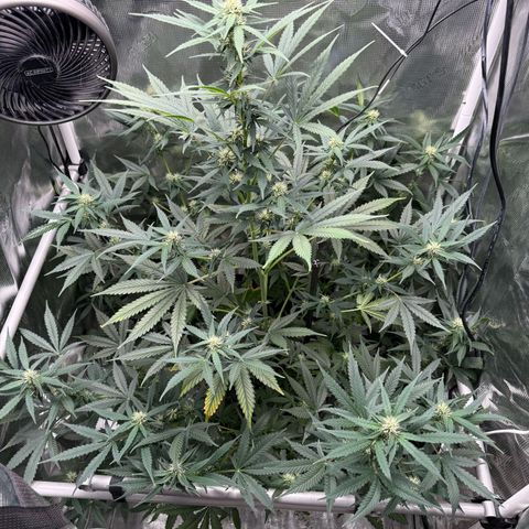Cocho Auto growlog photo: Looks awesome 