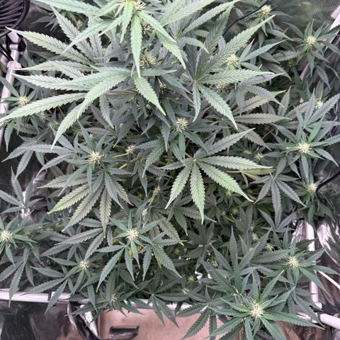 Cocho Auto growlog photo: Looks awesome 