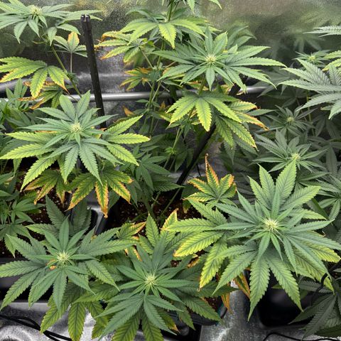 AK47 growlog timeline photo