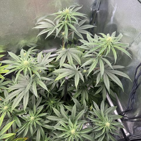 Glookie growlog timeline photo