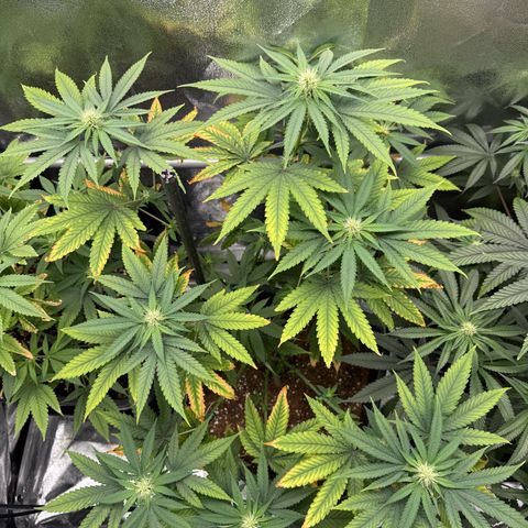 AK47 growlog timeline photo