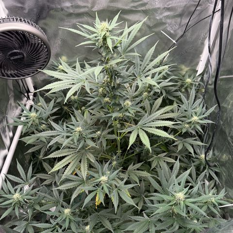 Cocho Auto growlog timeline photo