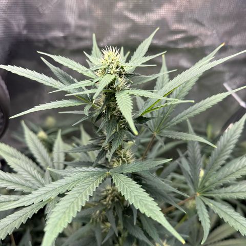 Cocho Auto growlog timeline photo
