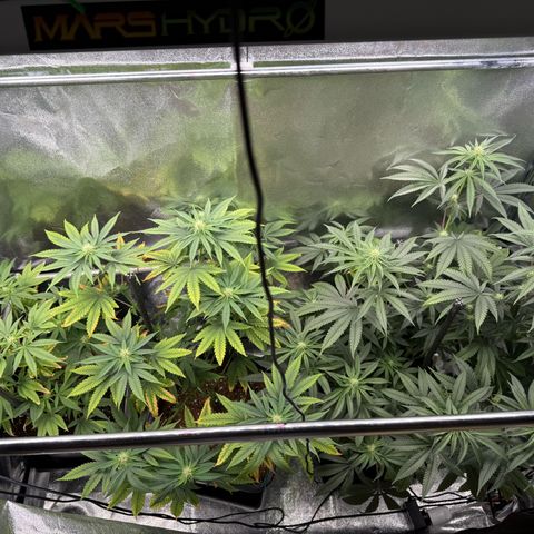 AK47 growlog timeline photo