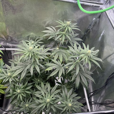 Glookie growlog timeline photo