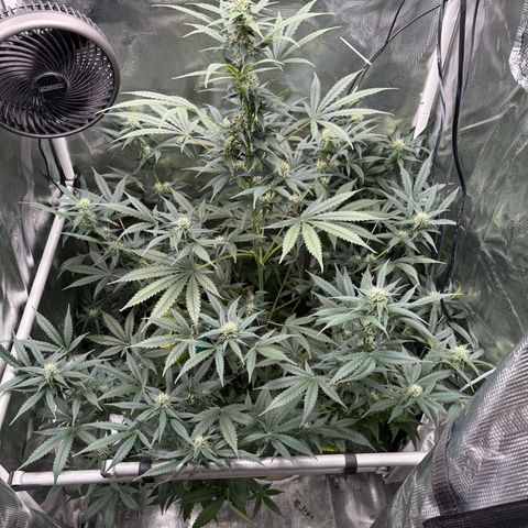 Cocho Auto growlog timeline photo
