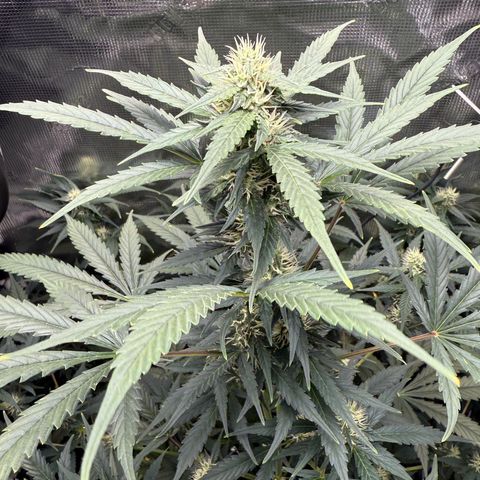 Cocho Auto growlog timeline photo
