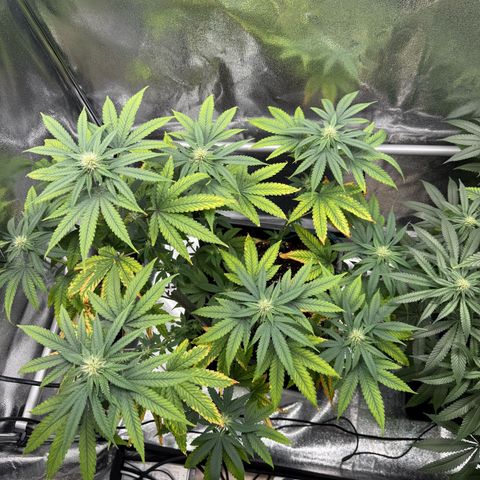 AK47 growlog timeline photo