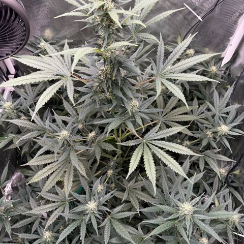 Cocho Auto growlog timeline photo