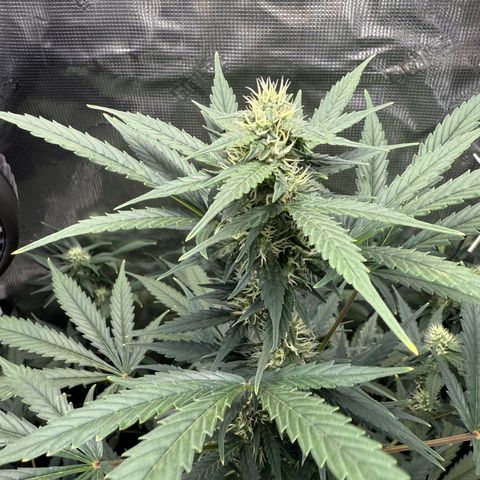 Cocho Auto growlog timeline photo