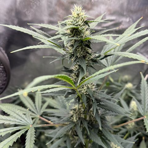 Cocho Auto growlog timeline photo